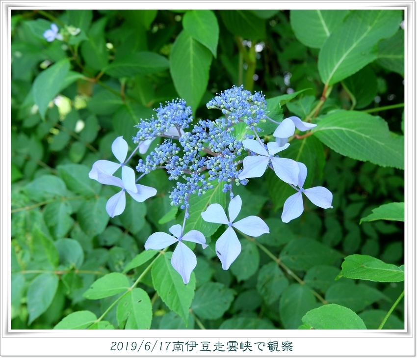 見事な変異・・・萼紫陽花。今年...