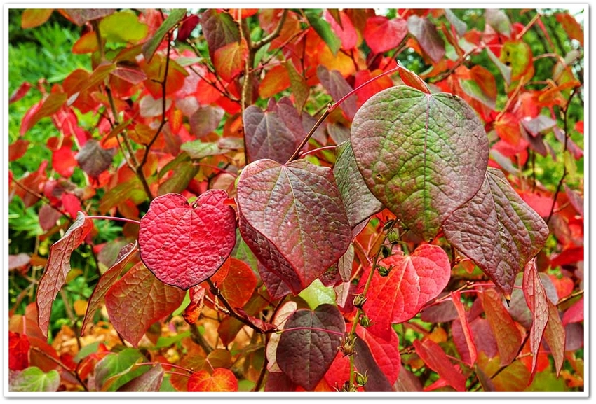 紅葉に少し早かったか？？