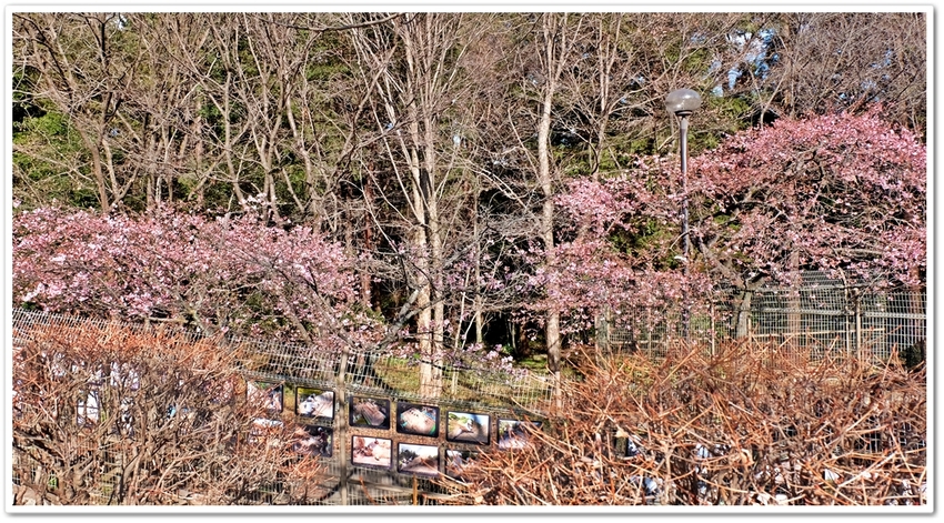 《襍・/・囈“植物（10）里山...