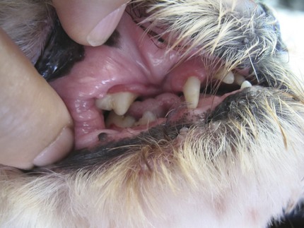 Teeth Cleaning for Dogs