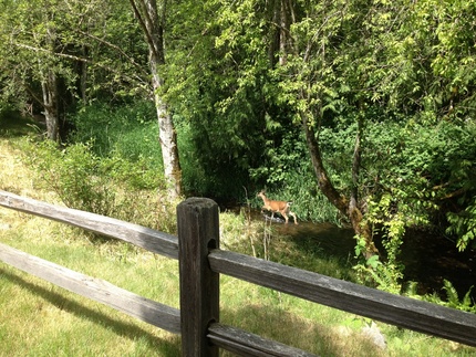 A Deer at The Golf Course