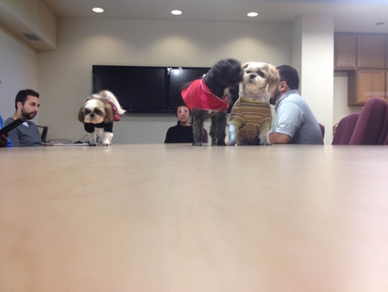 Meeting with Dogs