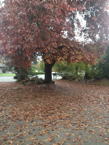 Tree Trimming