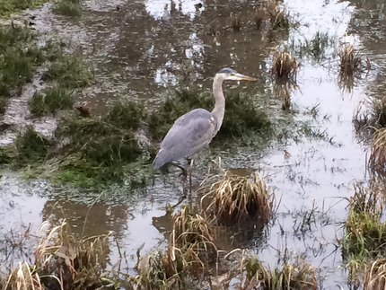 A Heron Spotted