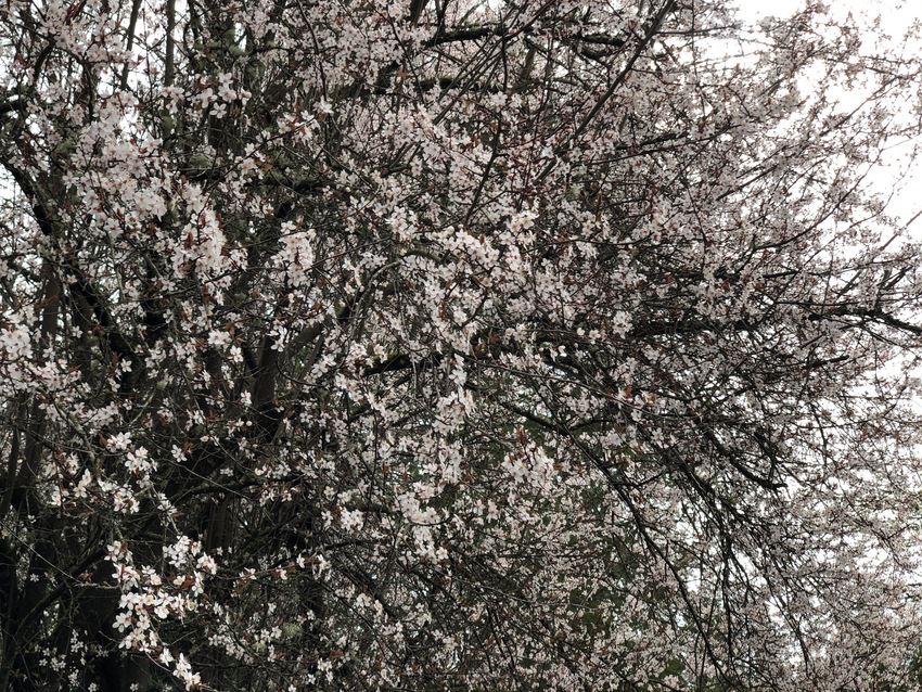 Cherry Blossom at Aldarra Gol...