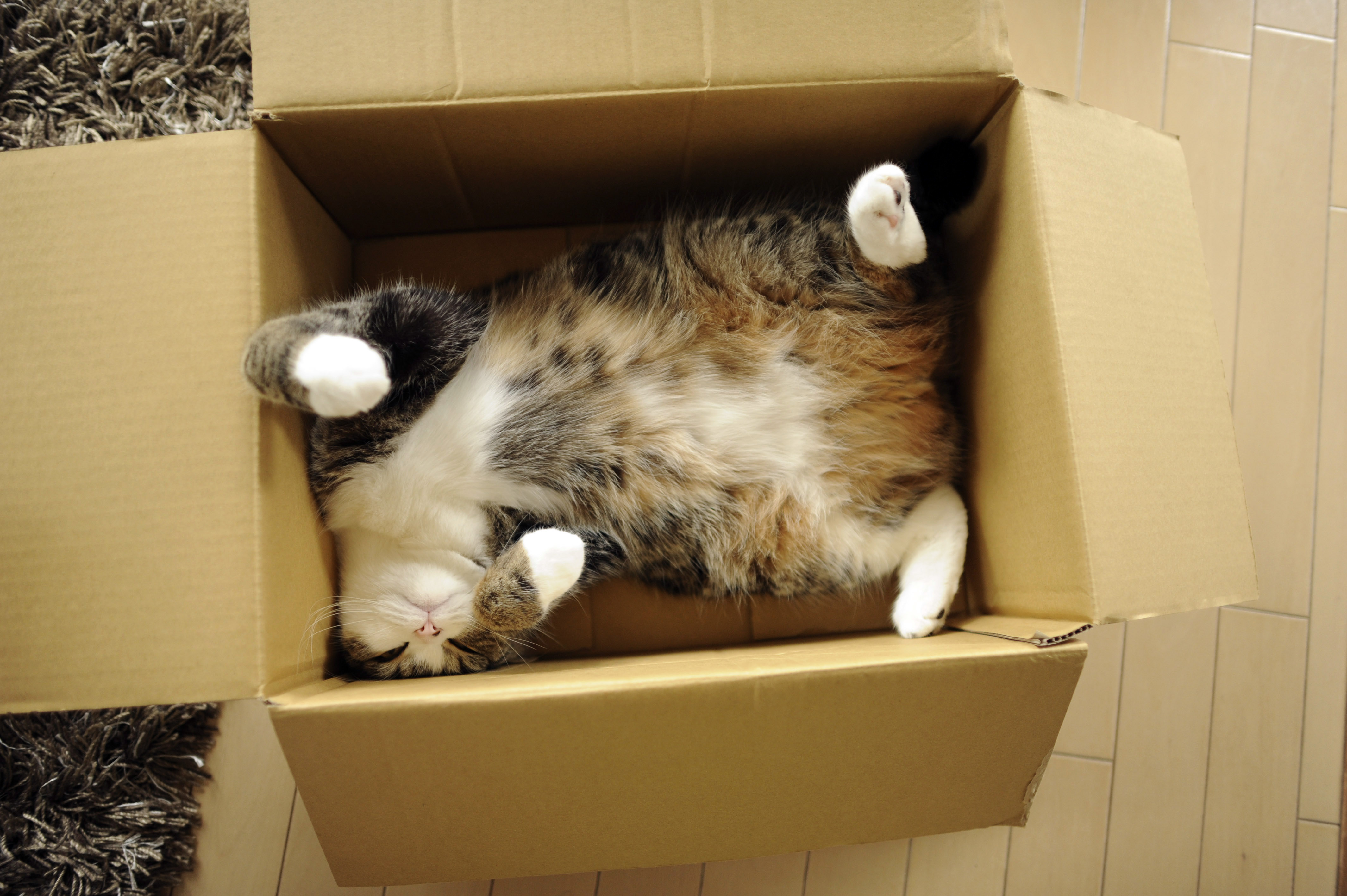 Кажется что дома кот. Кот в коробке. Котик в коробочке. Кошечка в коробке. Коробка для кота.