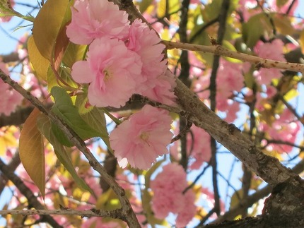 カンザン桜の花です。