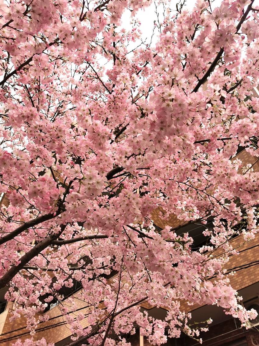 大岡川の桜が咲きだしました