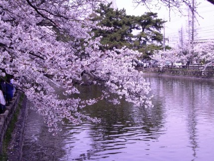 水面に向かってしだれて綺麗です