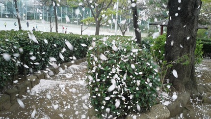 本当の桜吹雪！！