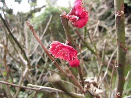 寒い庭にも紅梅開花