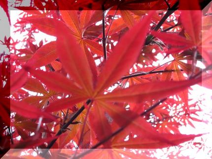 春の紅葉◆ステンドグラス