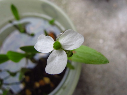 小さな白い花～長葉面高