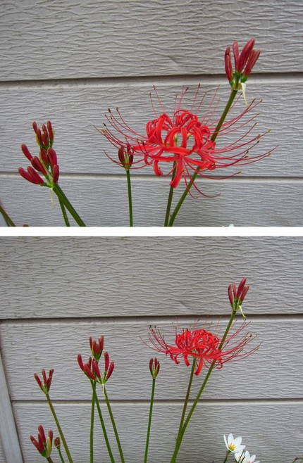 天上の花～曼珠沙華