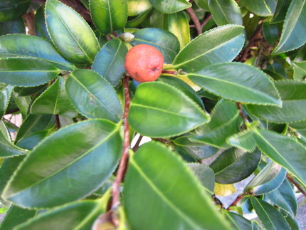 山茶花の実