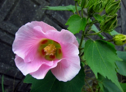 花言葉は・・・「淑やか」