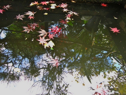 池の水面の散り紅葉