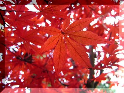 真紅の楓☆ステンドグラス