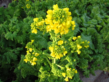 菜の花の花言葉・・・「小さなし...