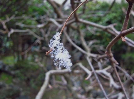 風花*雪の花...