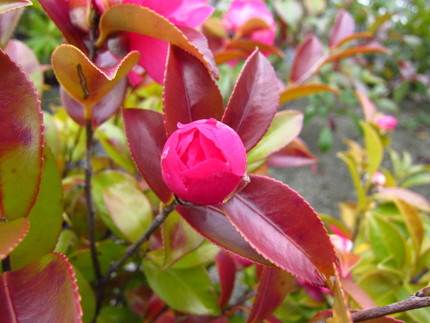 赤い葉の山茶花