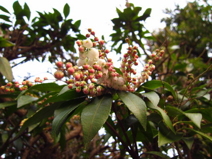 馬酔木の花言葉・・・「清純な心...