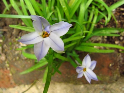 花見月～花韮◇初花