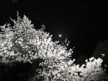 深夜のお花見～小望月に恋して