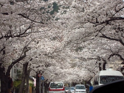 車中のお花見～桜隧道