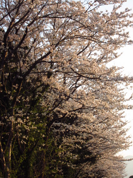 桜満開～桜並木