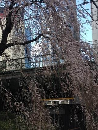 枝垂れ桜は満開の春
